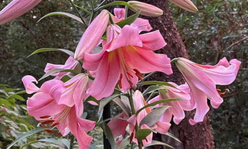 'Pink Jazz' Lilies