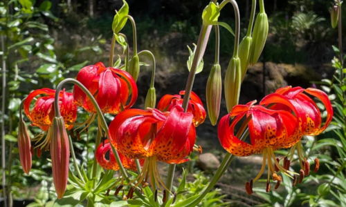 Lilium pardalinum