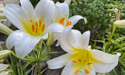 Lilium regale