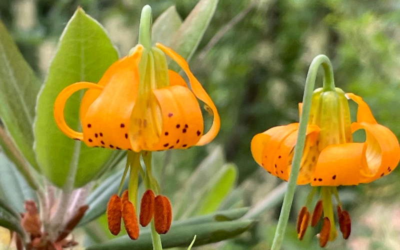 Lilium columbianum