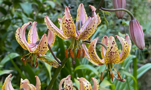 Lilium martagon