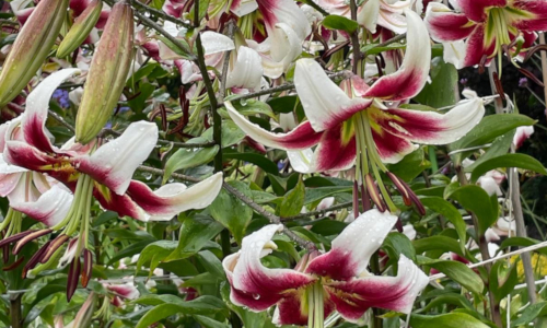 'Leslie Woodriff' Lilium