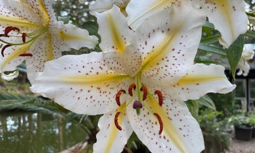 Lilium auratum