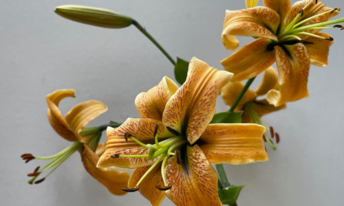 Henryi Lilium